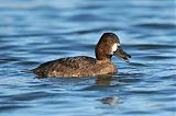 Lesser Scaupborder=